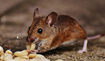 24 Hour & Emergency Exterminators in Oxford, MI